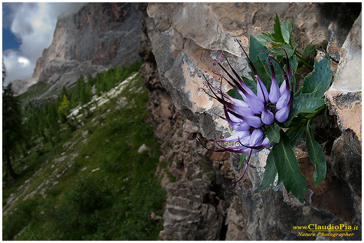 physoplexis comosa o raponzolo di roccia sulle dolomiti, fiori di montagna, alpini, dolomiti